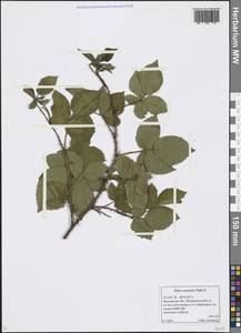 Rubus nessensis Hall, Eastern Europe, Moscow region (E4a) (Russia)