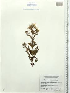 Hypericum attenuatum Fisch. ex Choisy, Siberia, Russian Far East (S6) (Russia)