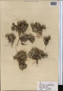 Androsace villosa var. dasyphylla (Bunge) Kar. & Kir., Middle Asia, Northern & Central Tian Shan (M4) (Kyrgyzstan)