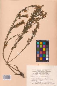 Genista tinctoria L., Eastern Europe, Eastern region (E10) (Russia)