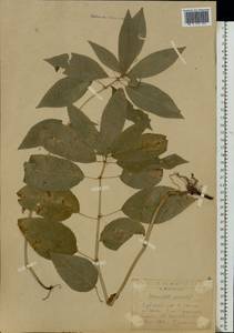 Mercurialis perennis L., Eastern Europe, Central forest-and-steppe region (E6) (Russia)