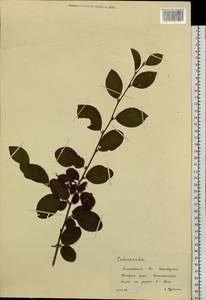 Cotoneaster, Siberia, Altai & Sayany Mountains (S2) (Russia)