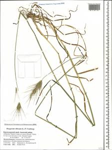 Dasypyrum villosum (L.) Borbás, Caucasus, Black Sea Shore (from Novorossiysk to Adler) (K3) (Russia)