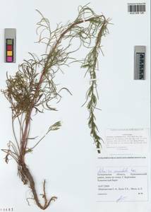 Artemisia pubescens Ledeb., Siberia, Altai & Sayany Mountains (S2) (Russia)