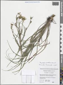 Tragopogon podolicus Besser ex DC., Eastern Europe, Lower Volga region (E9) (Russia)