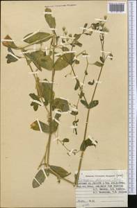 Dichodon davuricum (Fisch. ex Spreng.) Á. Löve & D. Löve, Middle Asia, Pamir & Pamiro-Alai (M2) (Kyrgyzstan)