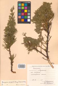 Juniperus chinensis var. sargentii A.Henry, Siberia, Russian Far East (S6) (Russia)