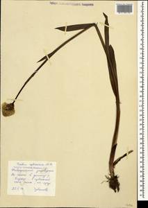 Traunsteinera sphaerica (M.Bieb.) Schltr., Caucasus, Stavropol Krai, Karachay-Cherkessia & Kabardino-Balkaria (K1b) (Russia)