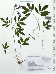 Cardamine quinquefolia (M. Bieb.) Schmalh., Eastern Europe, Central region (E4) (Russia)