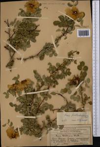 Rosa webbiana Wall., Middle Asia, Western Tian Shan & Karatau (M3) (Kazakhstan)