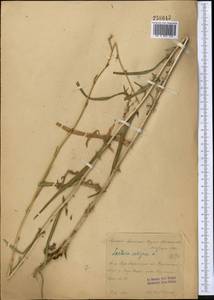 Lactuca saligna L., Middle Asia, Syr-Darian deserts & Kyzylkum (M7) (Kazakhstan)
