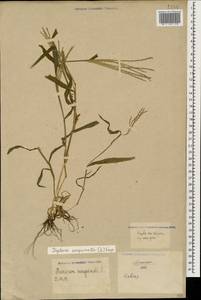 Digitaria sanguinalis (L.) Scop., Caucasus, North Ossetia, Ingushetia & Chechnya (K1c) (Russia)