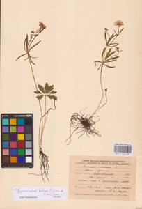 Ranunculus fallax (Wimm. & Grab.) Sloboda, Eastern Europe, Central forest-and-steppe region (E6) (Russia)