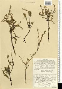 Spiraea hypericifolia L., Mongolia (MONG) (Mongolia)