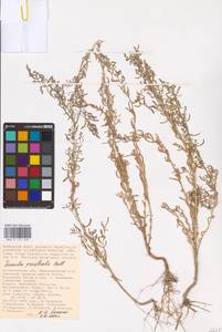 Suaeda prostrata Pall., Eastern Europe, Lower Volga region (E9) (Russia)