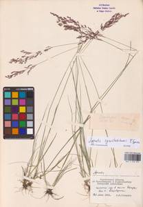 Agrostis vinealis Schreb., Eastern Europe, Central forest-and-steppe region (E6) (Russia)