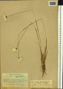 Eriophorum brachyantherum Trautv. & C.A.Mey., Siberia, Baikal & Transbaikal region (S4) (Russia)