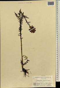 Pedicularis compacta Stephan ex Willd., Siberia, Altai & Sayany Mountains (S2) (Russia)