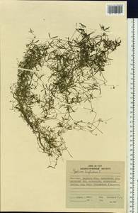 Galium trifidum L., Siberia, Russian Far East (S6) (Russia)