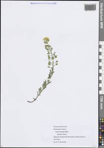Alyssum gmelinii Jord. & Fourr., Eastern Europe, Moscow region (E4a) (Russia)