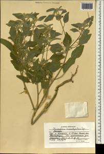 Chrozophora tinctoria (L.) A.Juss., South Asia, South Asia (Asia outside ex-Soviet states and Mongolia) (ASIA) (Afghanistan)