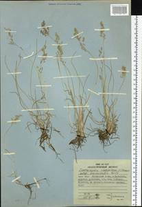 Deschampsia cespitosa (L.) P.Beauv., Siberia, Russian Far East (S6) (Russia)