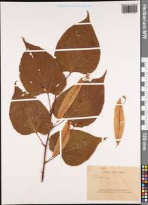 Malvaceae, South Asia, South Asia (Asia outside ex-Soviet states and Mongolia) (ASIA) (China)