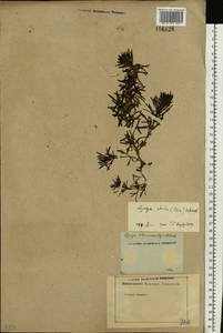 Ajuga chamaepitys subsp. chia (Schreb.) Arcang., Eastern Europe, Rostov Oblast (E12a) (Russia)