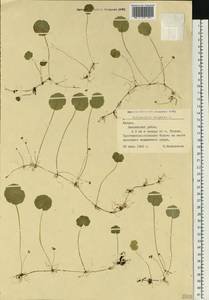 Hydrocotyle vulgaris L., Eastern Europe, Latvia (E2b) (Latvia)