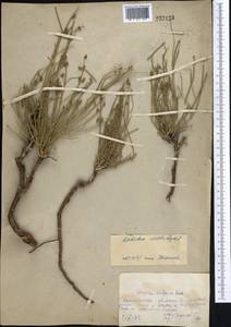 Ephedra distachya L., Middle Asia, Northern & Central Kazakhstan (M10) (Kazakhstan)