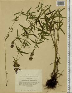 Dracocephalum ruyschiana L., Siberia, Altai & Sayany Mountains (S2) (Russia)