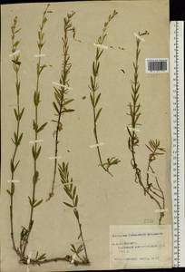 Silene tatarica (L.) Pers., Eastern Europe, Central forest region (E5) (Russia)