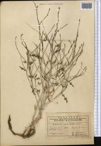 Lactuca orientalis subsp. orientalis, Middle Asia, Pamir & Pamiro-Alai (M2) (Uzbekistan)