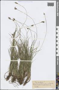 Carex ericetorum Pollich, Eastern Europe, North-Western region (E2) (Russia)