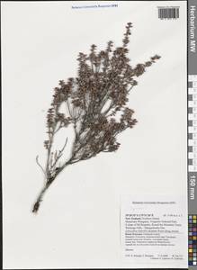 Magnoliopsida, Australia & Oceania (AUSTR) (New Zealand)
