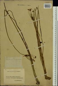 Butomus umbellatus L., Eastern Europe, Rostov Oblast (E12a) (Russia)