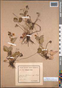 Fragaria viridis Duchesne, Siberia, Baikal & Transbaikal region (S4) (Russia)