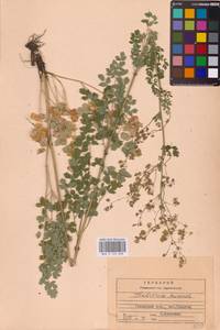 Thalictrum minus L., Eastern Europe, Central region (E4) (Russia)