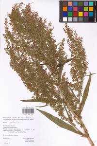 Rumex patientia L., Eastern Europe, Central forest-and-steppe region (E6) (Russia)