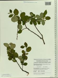 Cotoneaster melanocarpus G. Lodd., Eastern Europe, Northern region (E1) (Russia)