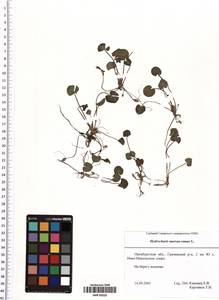 Hydrocharis morsus-ranae L., Eastern Europe, Eastern region (E10) (Russia)