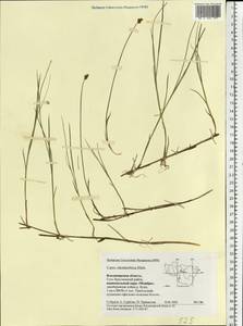 Carex chordorrhiza L.f., Eastern Europe, Central region (E4) (Russia)