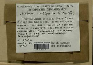Mnium lycopodioides Schwägr., Bryophytes, Bryophytes - North Caucasus & Ciscaucasia (B12) (Russia)