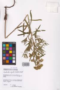 Euphorbia virgata Waldst. & Kit., Eastern Europe, Lower Volga region (E9) (Russia)
