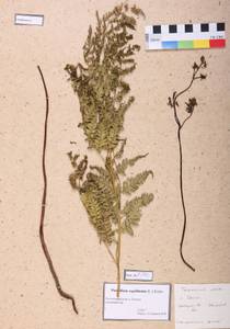 Pteridium aquilinum (L.) Kuhn, Siberia, Central Siberia (S3) (Russia)