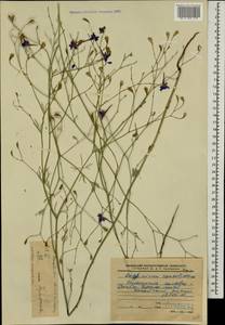 Delphinium consolida subsp. divaricatum (Ledeb.) A. Nyár., Caucasus, Dagestan (K2) (Russia)