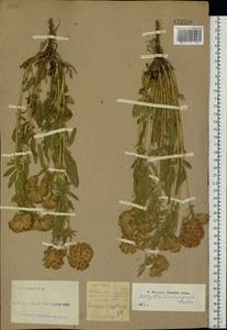 Anthyllis vulneraria subsp. polyphylla (DC.)Nyman, p.p., Eastern Europe, South Ukrainian region (E12) (Ukraine)