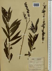 Salix purpurea × viminalis, Eastern Europe, Central forest-and-steppe region (E6) (Russia)