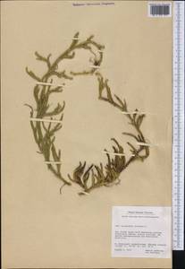 Lycopodium clavatum L., America (AMER) (Greenland)