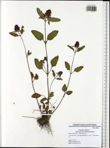 Prunella vulgaris L., Eastern Europe, Central region (E4) (Russia)
